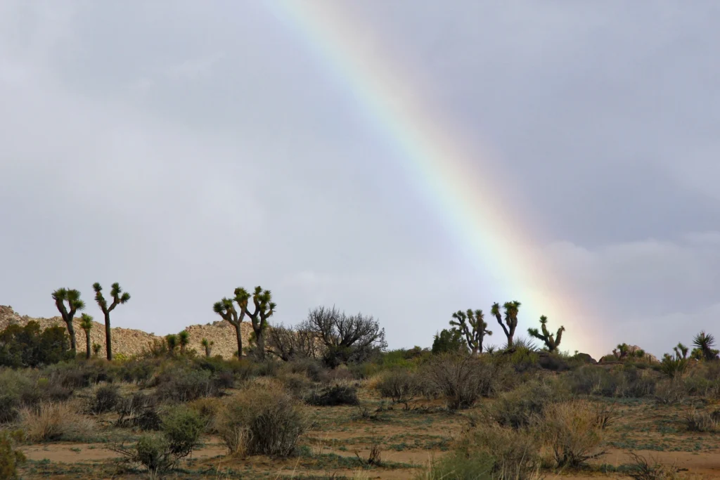 Paisaje de cactus bajo la lluvia y el arcoiris