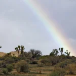 Paisaje de cactus bajo la lluvia y el arcoiris