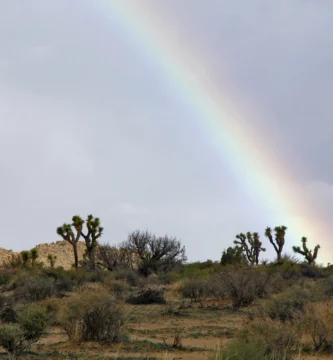 Paisaje de cactus bajo la lluvia y el arcoiris