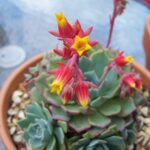 Echeveria con flores