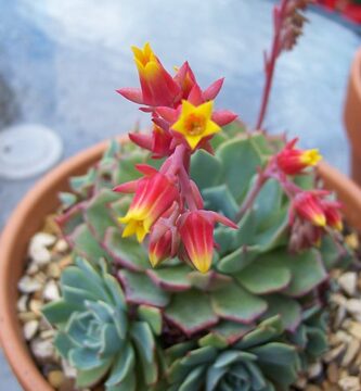 Echeveria con flores