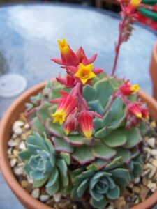 Echeveria con flores